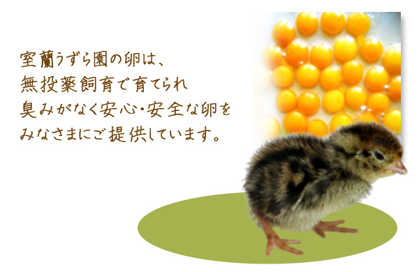 無投薬飼育で育てられたうずらは臭みがなく、安心・安全。 <br>